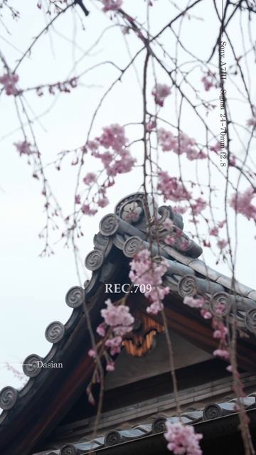 Corrección de color en Davinci Resolve 18. #dasian #japan #sakura #japón #colorgrading