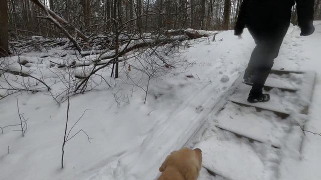 Lämminhenkinen retki Laajalahden luontopolulla 18.1.2021