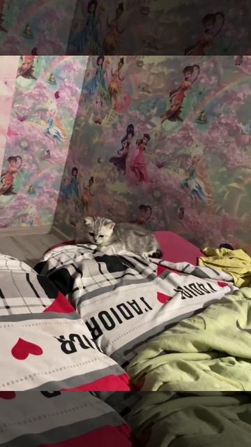 Котёнок кошки Кайли и котика Маню подрос в своём новом доме.