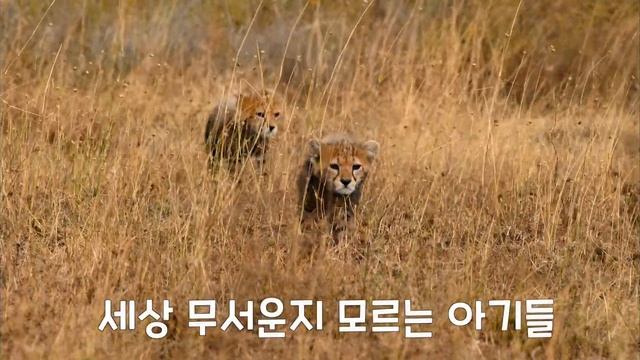 '진짜 사나이' 세렝게티 치타!!!  [영화 세렝게티 하이라이트]