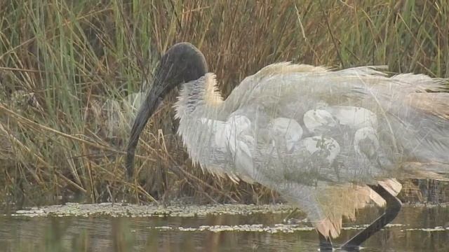 Black-headed ibis Bird | Birds Watching
