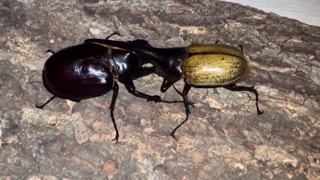 Dynastes Hercules V.S Megasoma Actaeon