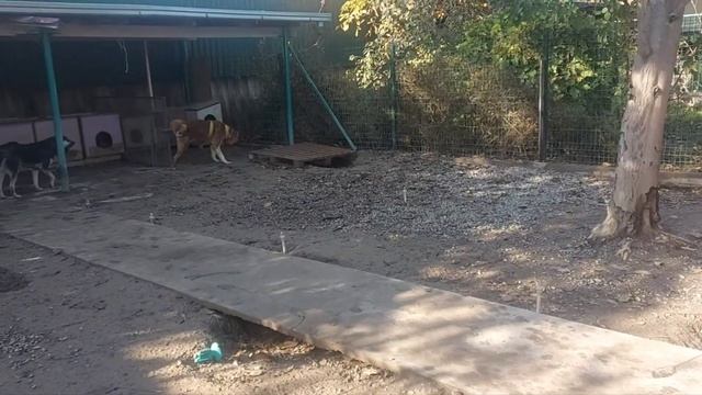 Цепь на шее, 6 лет.   #dogsshelter  #animalshelter  #палван