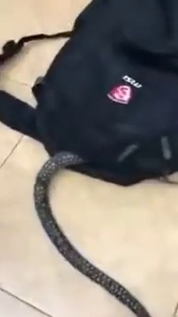 Питон 5 метров залез в рукзак ужасс!