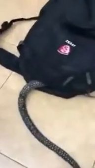 Питон 5 метров залез в рукзак ужасс!