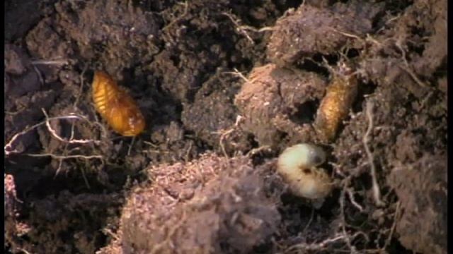 How To Treat For Lawn Grubs