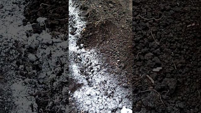 (84)Размножение, обновление чеснока бульбочками. 89874795406