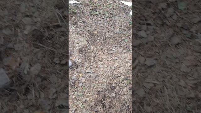 прогулка в лесу