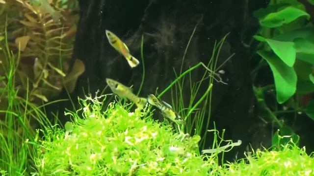 Forever changing aquarium