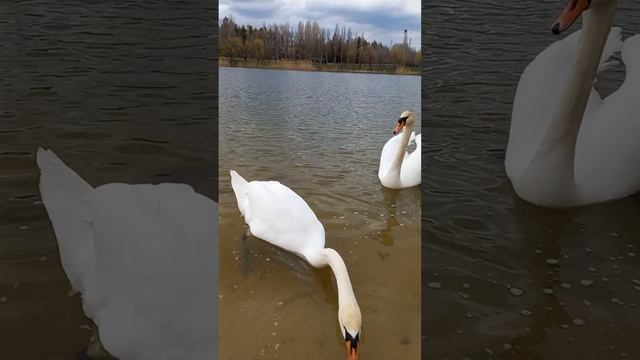 На это величие, грацию и красоту, можно любоваться бесконечно.  Пара лебедей в городском пруду.mp4