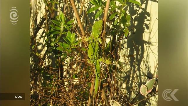 Endangered green gecko stolen from visitor centre: RNZ Checkpoint