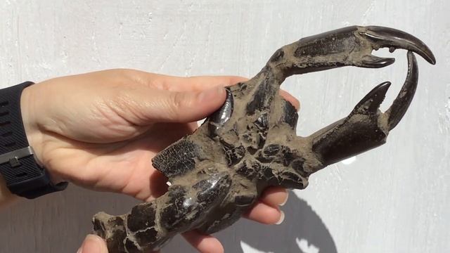 8.9" Fossil Mud Lobster (Thalassina) - Indonesia - Specimen #92938