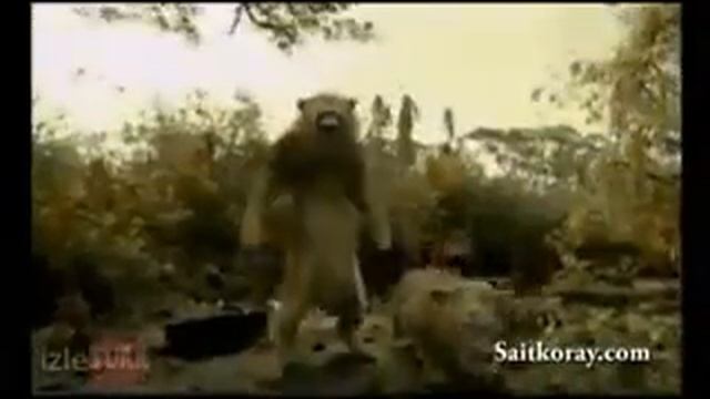 Прикол лев танцует