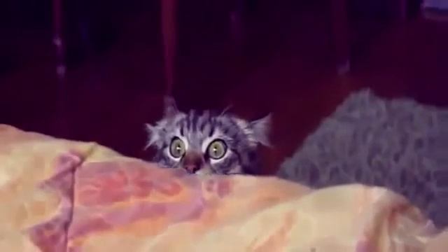 Смешные коты | Funny cats