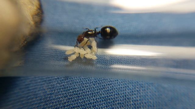 Crematogaster Scutelaris | Galaxy of Ants | Spain