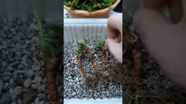Euphorbia flanaganii