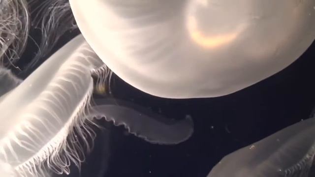 MOON JELLIES