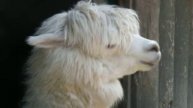 Raymond Hummy Art - Alpaka sings "Silly Song" Funny animals