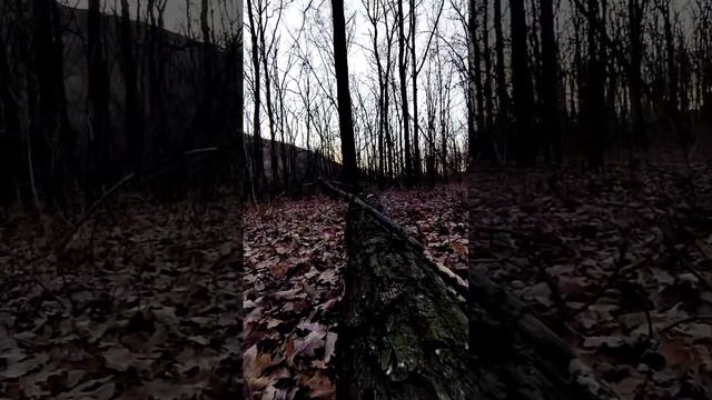 🌳поваленный #дуб