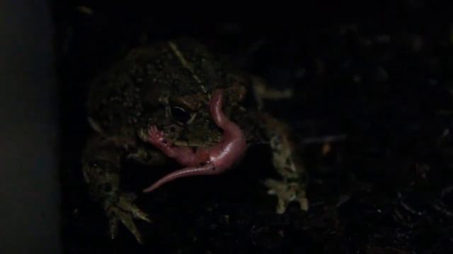 Western Toad (Anaxyrus/Bufo Boreas) offered rat pinky as a meal