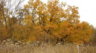Вот такая тишина в лесу осенью, золотая пора.