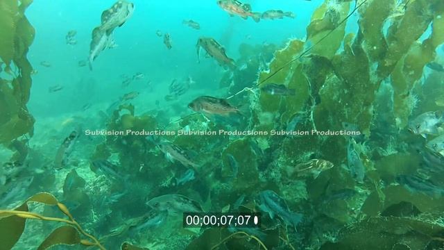 underwater stock footage Black rock fish swimming between kelp