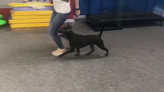 Thai Ridgeback 🌊 Rhiana Tinna Moria et Tar-menell 🌊 GIRL for SALE ❤ Тайский риджбек 🐾