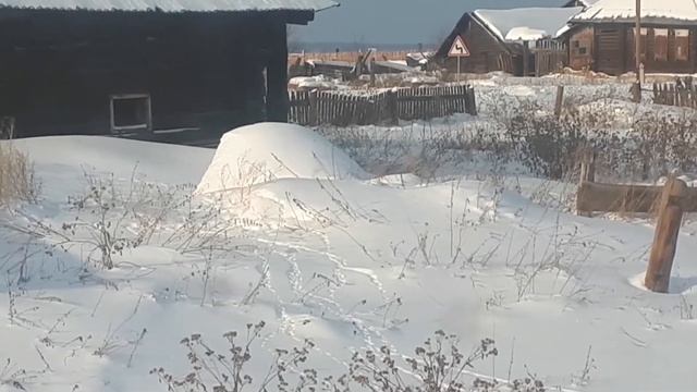 #Куропатки  за окном!