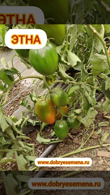 🍅🍅🌶️ЭТНА - сицилийская жемчужина😋😋😋