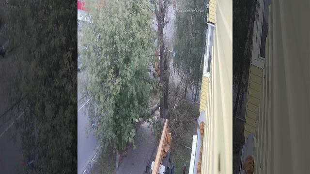#ШАТУРА, #ИЛЬИЧА, #НАМНЕВСЁРАВНО, #ГОРОД, #УБОРКА, опиловка деревьев 3