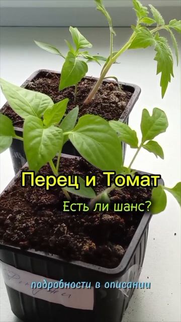 Отношения на подоконнике
