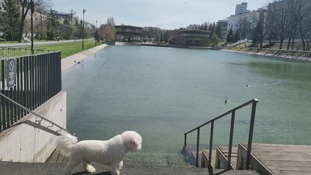 Тихое место в центре города: прогулка по парку у Чëрного озера – Natures Quiet Retreat