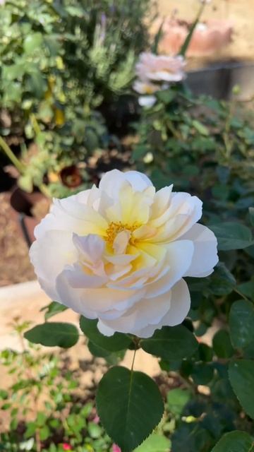 Moonlight in Paris, one of my favorite in the garden.