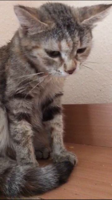 Котенок Ваниль