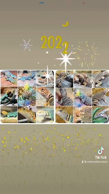 Happy New Year 💥🍾2023 AT Collared Lizards NL