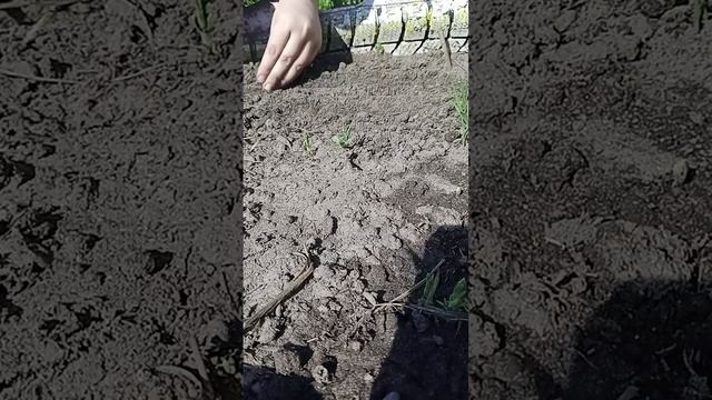 Горчица.