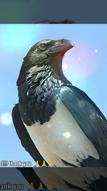 pied crow #birds #shorts