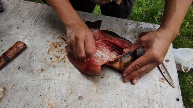 Разделка карася эвенкийским ножем