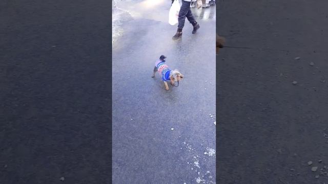 Собаки