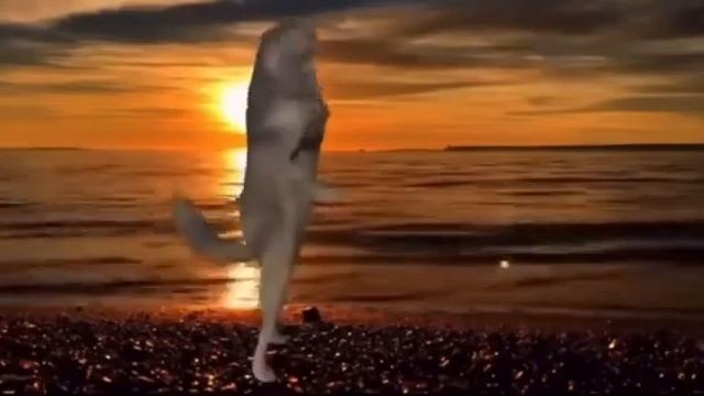 Ленкино любимое❤️
