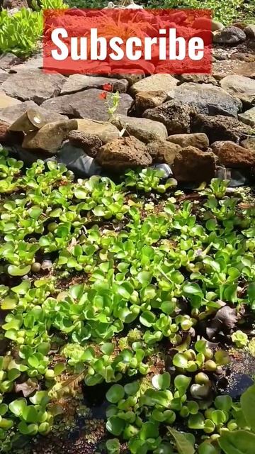 4 Reasons To Have #waterhyacinth Pond #design #shorts