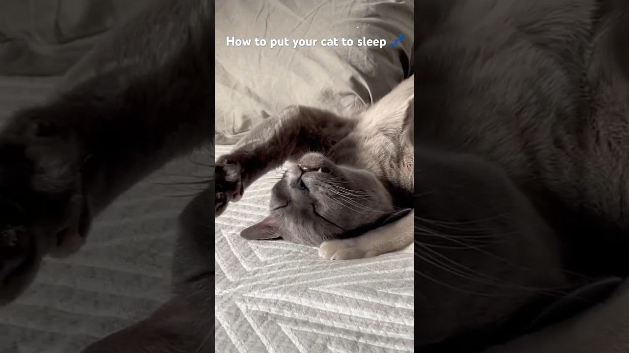 #cat #kitten #pets #funnycats #cutecat