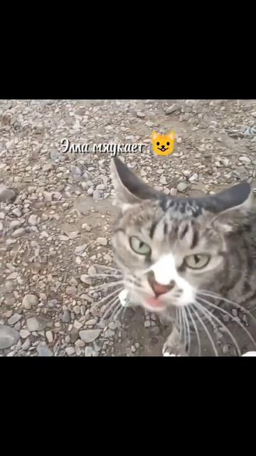 Любите ли своих котиков?#catshorts #shorts