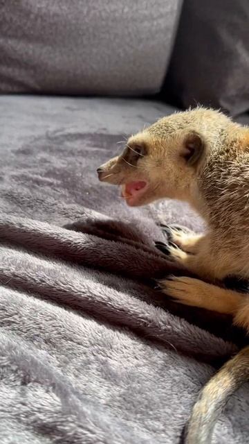 Сначала не понял, а потом как понял😁 #animals #сурикат #cute #животные #meerkat
