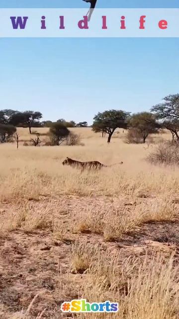 Lion Attack Jackal 🔥 #shorts #viral #Lion