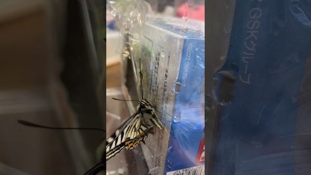 🦋アゲハ蝶の吸水行動🦋#Swallowtailbutterfly #butterfly #アゲハ蝶