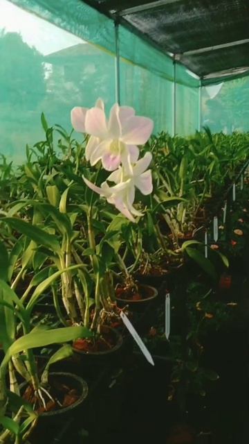 dendrobium orchids