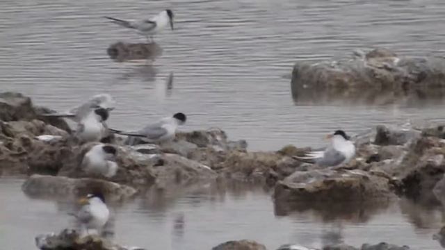 Little Tern, Fraticello (Sternula albifrons)