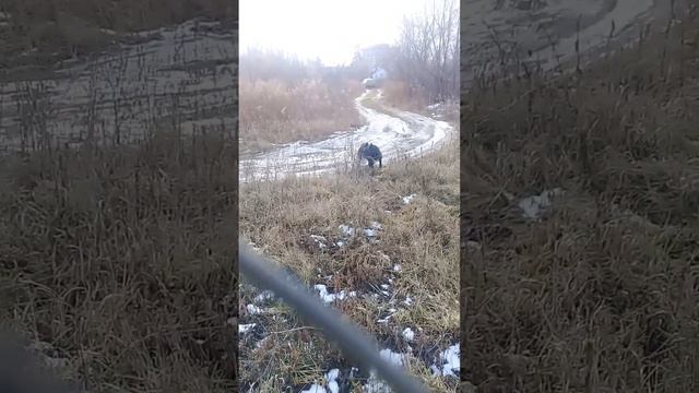 Дина лает покое нет