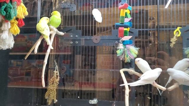 Petsmart Budgies/Parakeets (Волнистых попугаев)